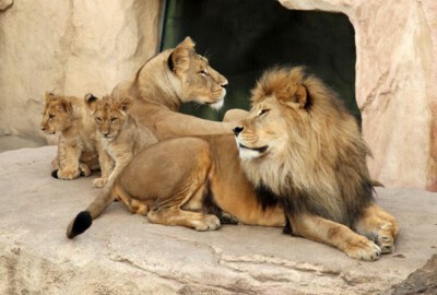 Löwe Jago mit Partnerin Layla und den beiden Jungtieren Damien und Abaja im Jahr 2012.