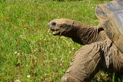 Hugo II knabbert am Gras. (Foto: Zoo Dresden) Hugo II knabbert am Gras.