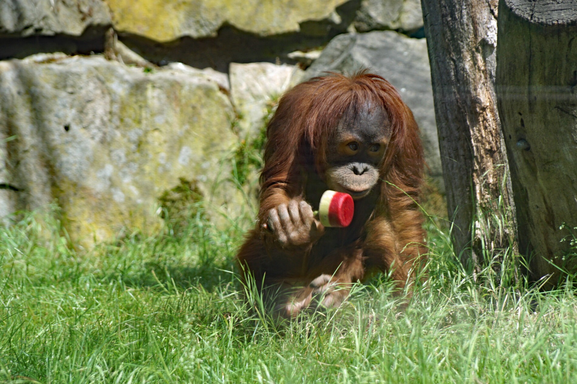 Orang-Utan Dalai isst ein Eis. (Foto: Zoo Dresden) Orang-Utan Dalai isst ein Eis.