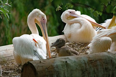 Rosapelikan mit Jungvogel