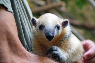 Tamandua Nachwuchs im Zoo Dresden