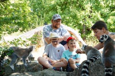 Zoobesucher füttern Kattas