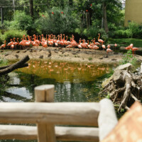 Begehbare Flamingoanlage