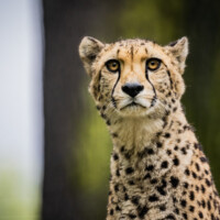 Gepard Sjef
