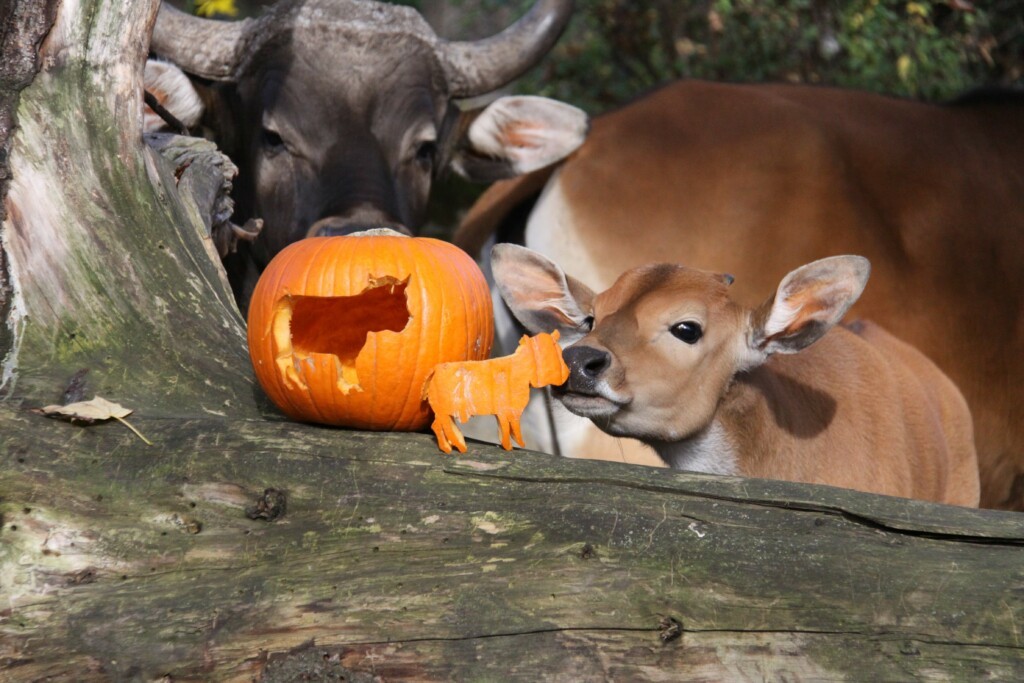 Halloween at the Zoo Zoo Dresden