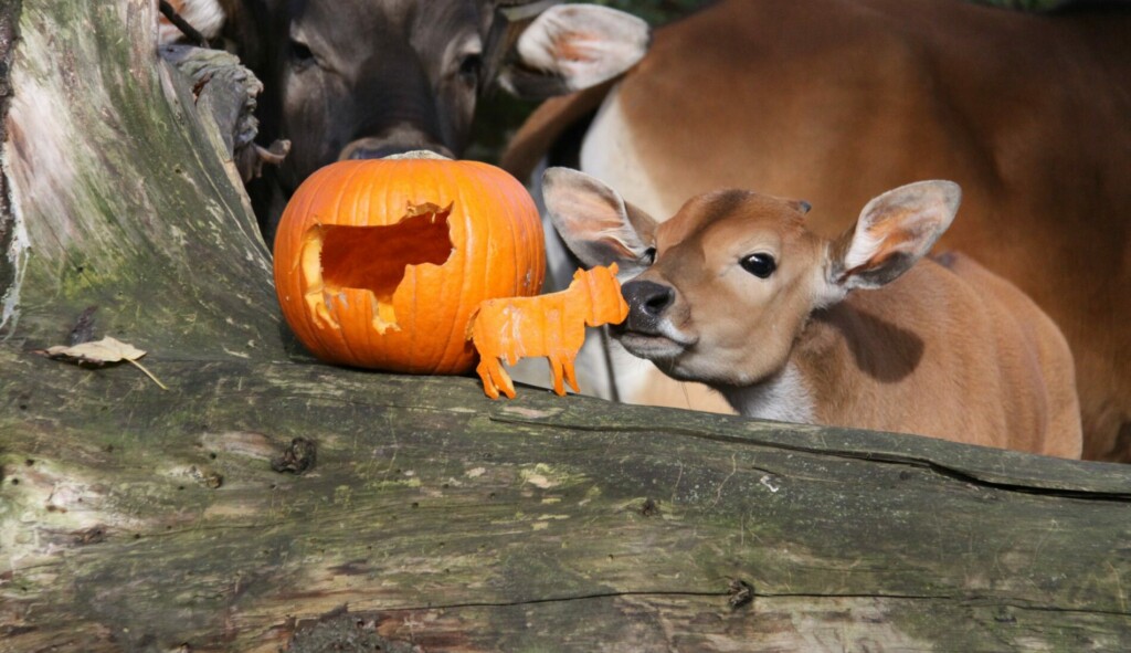 Banteng Jungtier mit Kürbis. (Foto: Zoo Dresden) Banteng Jungtier mit Kürbis.