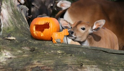 Banteng Jungtier mit Kürbis. (Foto: Zoo Dresden) Banteng Jungtier mit Kürbis.