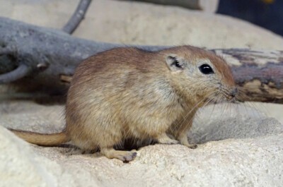 Fette Sandratte (Foto: Zoo Dresden) Fette Sandratte