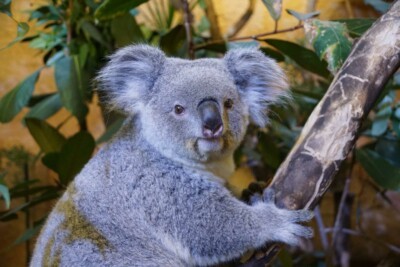 Dresdens neues Koala-Weibchen Eerin