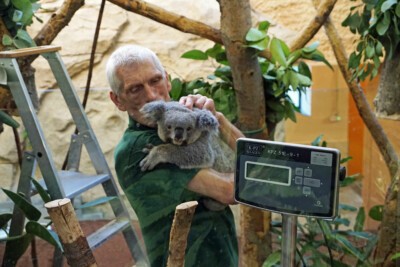 Koalaweibchen Eerin beim Wiegen.