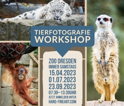 Plakat Workshop. (Motiv: Hans Fineart) Plakat Workshop.
