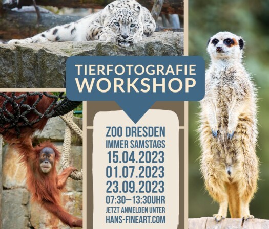 Plakat Workshop. (Motiv: Hans Fineart) Plakat Workshop.