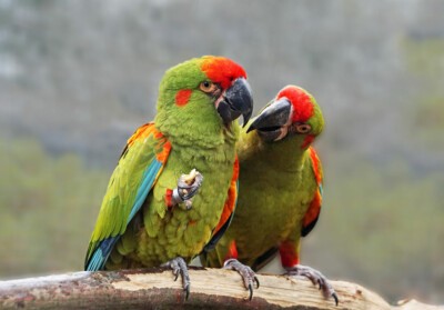 macaws