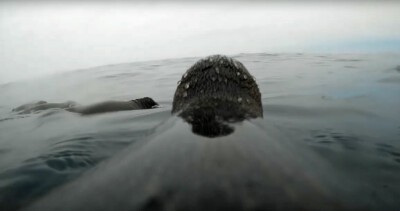 Humboldt-Pinguin bei der Jagd. (Foto: Sphenisco e.V.) Humboldt-Pinguin bei der Jagd.