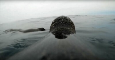 Humboldt-Pinguin bei der Jagd.