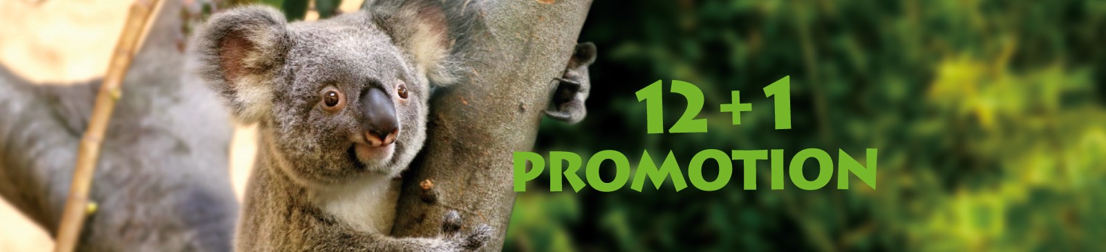 12+1 promotion
