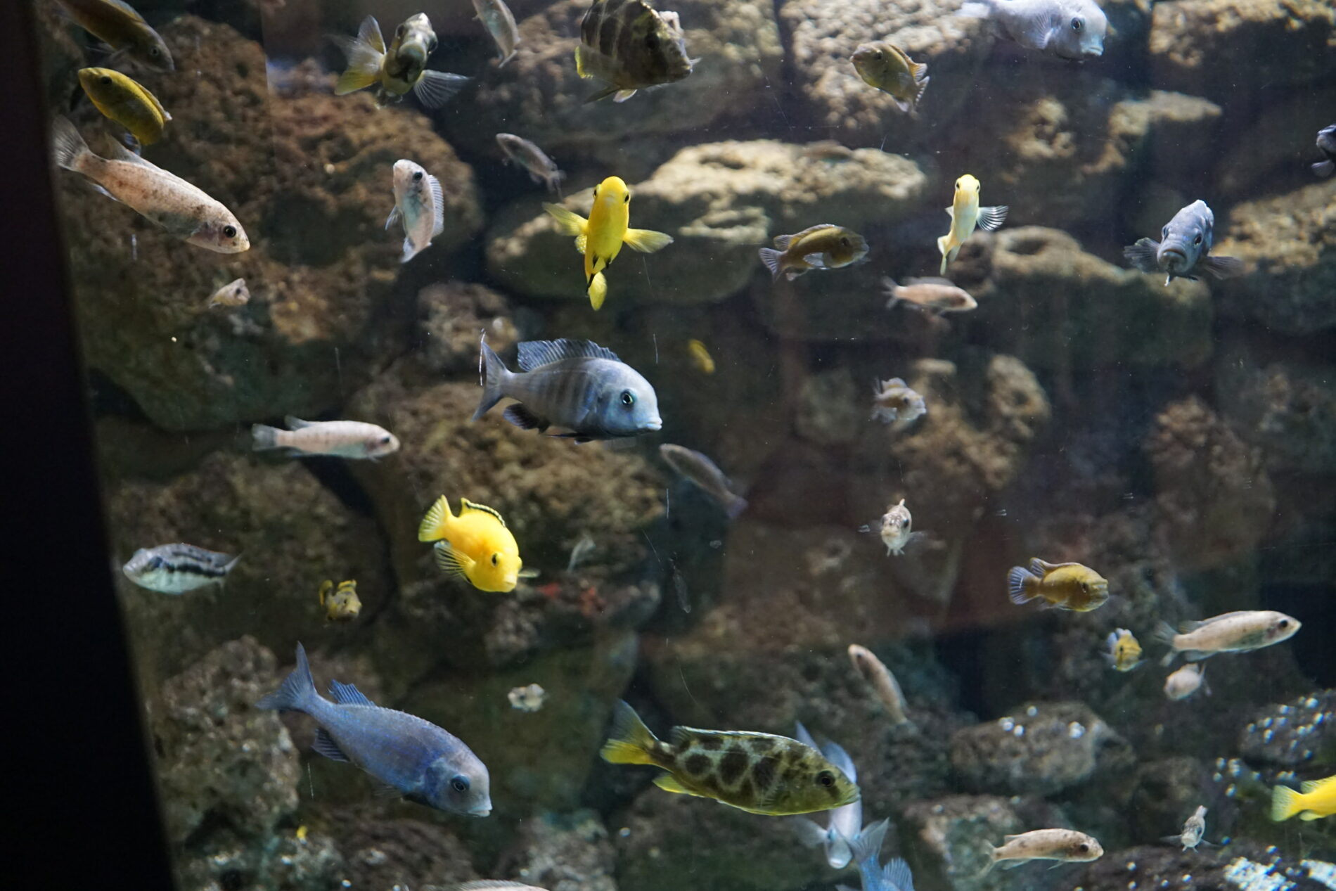 Aquarium im Giraffenhaus.