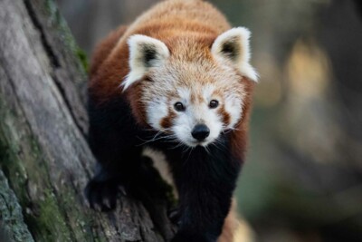 Kleiner Panda