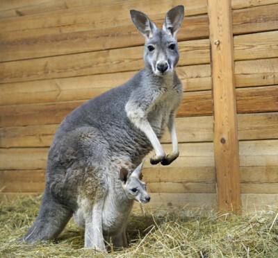 Discovering our new joey.