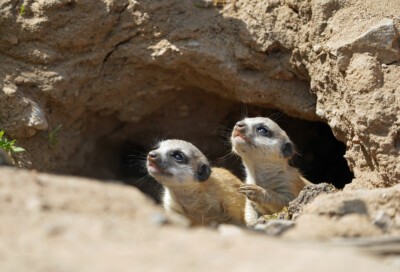 Zweifacher Erdmännchen-Nachwuchs (Foto: Kerstin Eckart) Zweifacher Erdmännchen-Nachwuchs