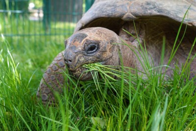 Riesenschildkröte im Sommerquartier