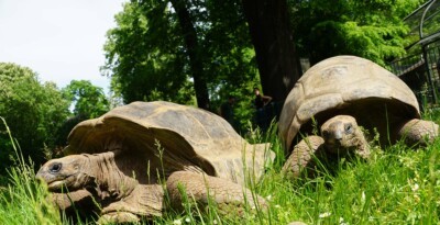 Riesenschildkröten auf der Sommerwiese
