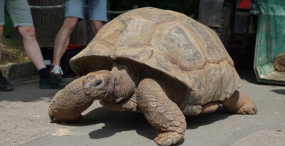 Riesenschildkröte auf dem Weg zum Sommerquartier