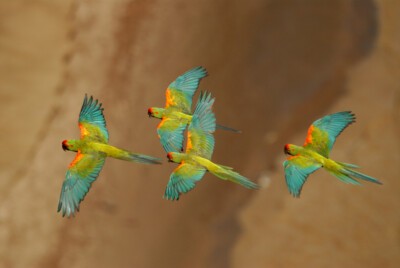 Fliegende Rotohraras Armonia