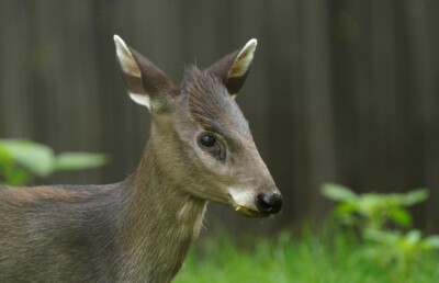 Tufted deer Berry