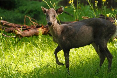 Schopfhirsch-Weibchen Goji