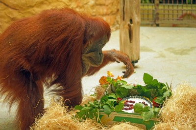 Orang-Utan-Weibchen Djudi feiert 50. Geburtstag