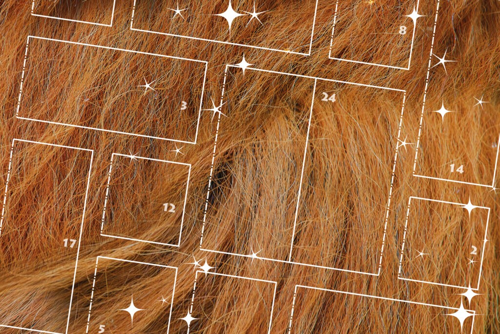 Adventskalender (Grafik: Zoo Dresden) Adventskalender