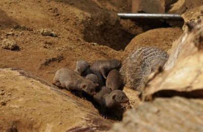 banded mongooses