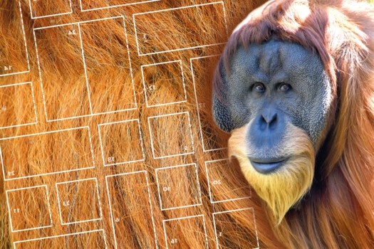 Orang-Utan Toni Adventskalender