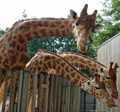 Giraffen Diko, Tessa, Gaia