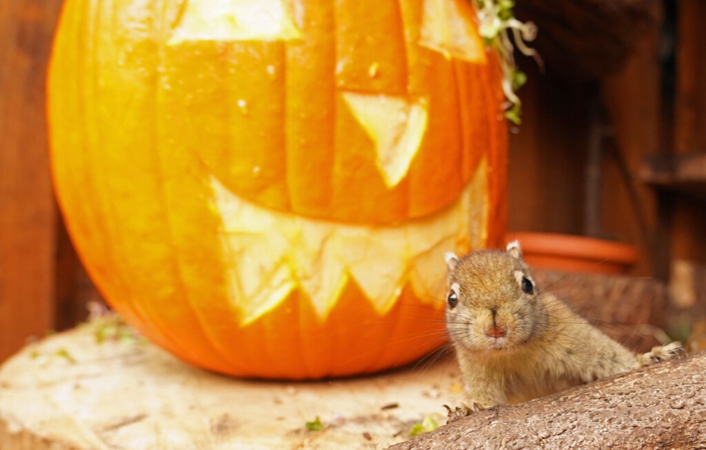 Halloween_01_Kürbis Baumstreifenhörnchen mit Halloweenkürbis, Zoo Dresden