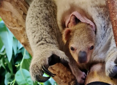 Koala Jungtier schaut aus dem Beutel seiner Mutter.