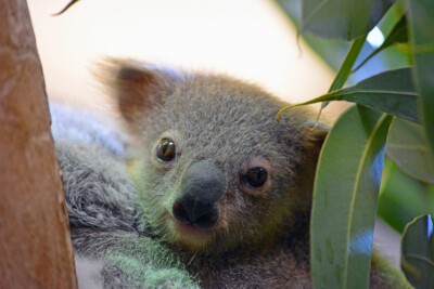 Koala-Nachwuchs Janali