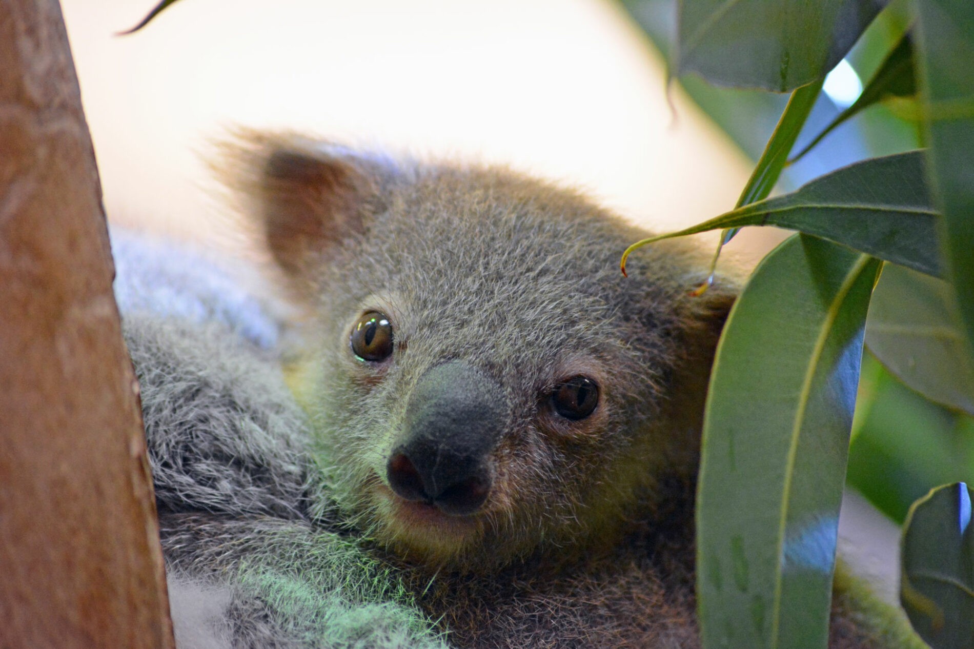 Zoo welcomes new baby koala: 'It's a girl