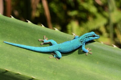Himmelblauer Zwergtaggecko