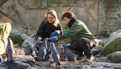 Zählen der Pinguine bei der Tierinventur.