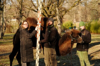 Bürgermeisterin Annekatrin Klepsch hilft mit beim Messen des Trampeltieres anlässlich der Tierinventur 2024.