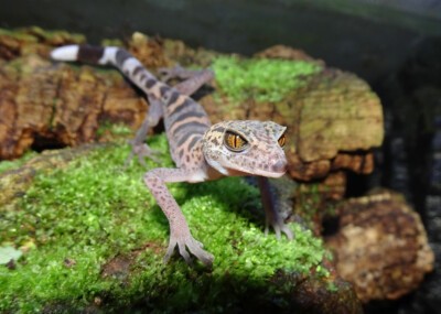 Tigergecko