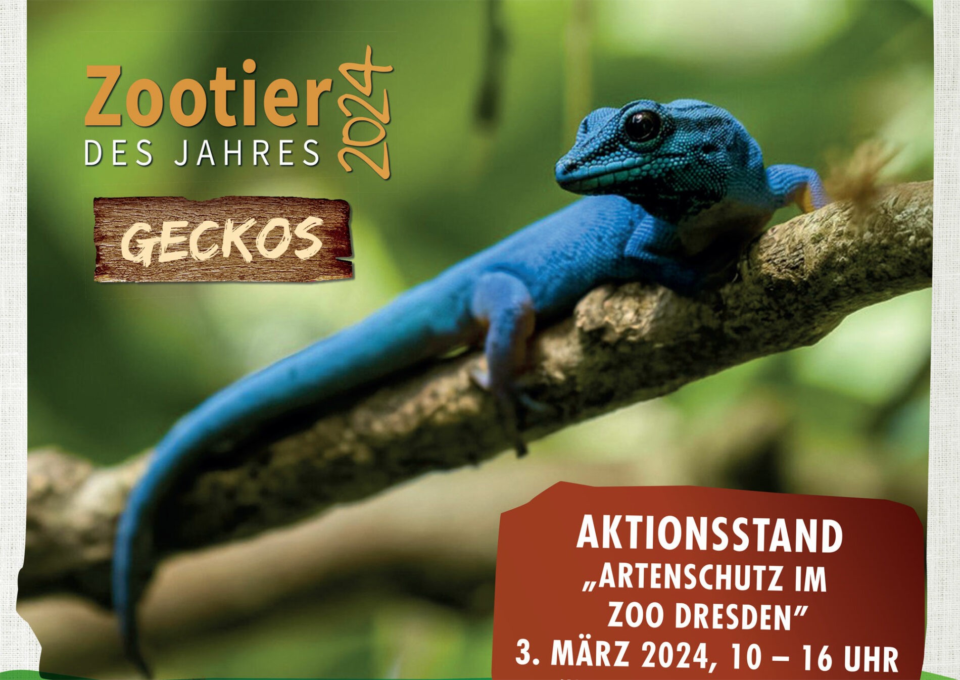 Gecko Zoo Vortrag: Gecko - Zootier des Jahres - Zoo Dresden