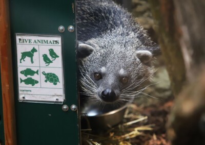 Einzug der Binturongs ins Orang-Utan-Haus