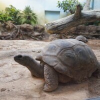 Aldabra-Riesenschildkröte