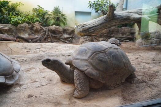 Aldabra-Riesenschildkröte