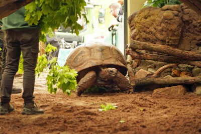 Die Riesenschildkröten laufen in ihre Anlage im neuen Orang-Utan-Haus.