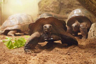 Die Riesenschildkröten in ihrer neuen Anlage