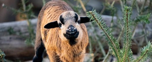 Kamerunschaf-Jungtier-Streichelgehege-2024---Illuminationsdesign Kamerunschaf im alten Streichelgehege.